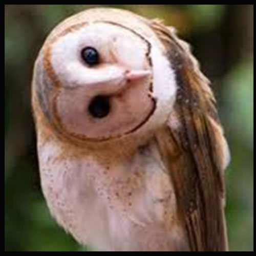 Psicopompa nocturnis Psicopompa nocturnis